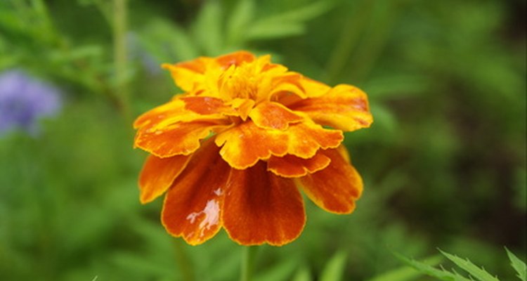 Marigolds are attractive, easy to grow annual flowers popular with many gardeners.