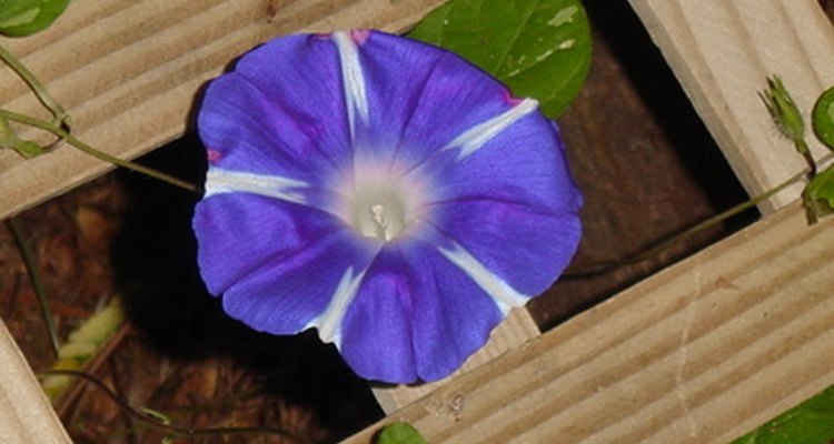 Morning glories are one of several types of flowers that open up with the sun.