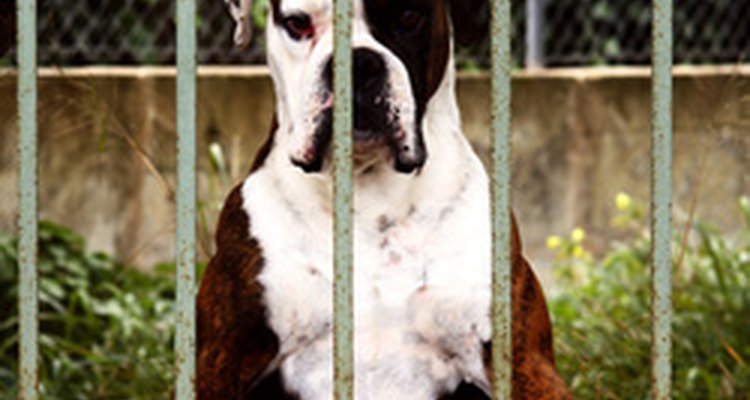 Al igual que los bebés humanos, los cachorros nacen con un cierto grado de inmunidad a enfermedad que reciben de sus madres.