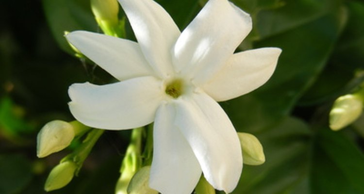 Jasmine has a pure white flower and a heady fragrance.