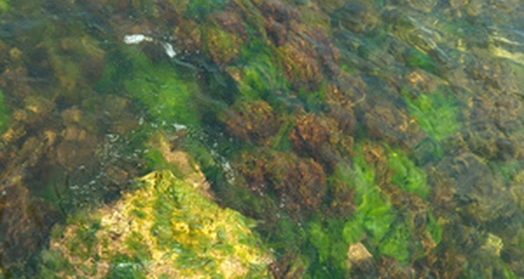 Las algas son un grupo diverso de organismos.
