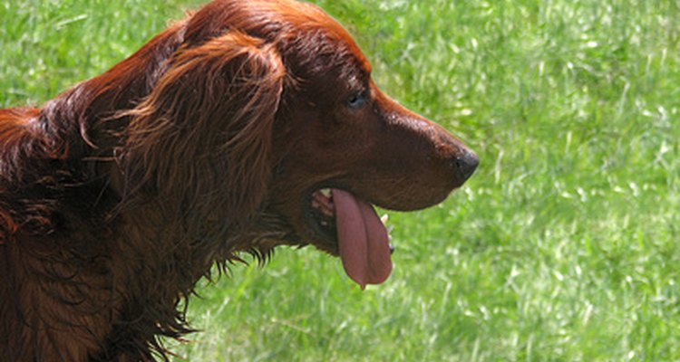 El setter irlandés es la única raza que padece la verdadera enfermedad celíaca.