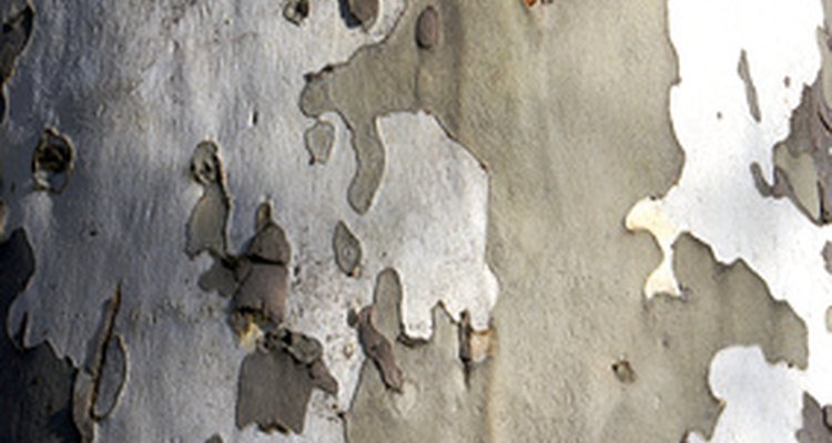 Birch trees and beech trees are both considered very useful species.
