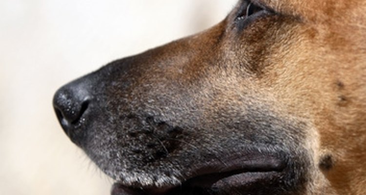 Muzzles help prevent dogs from biting and chewing at the wrong times.