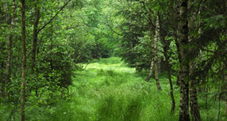 Europe's forests make up 25 per cent of the Earth's natural forests.