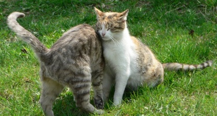 Los gatos se comunican a través del lenguaje corporal para que otros gatos y sus dueños entiendan sus necesidades.