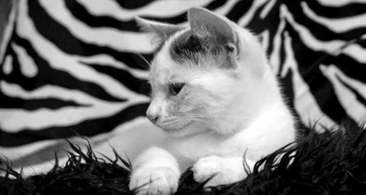 Fotografías de animales en blanco y negro hacen lindas invitaciones.