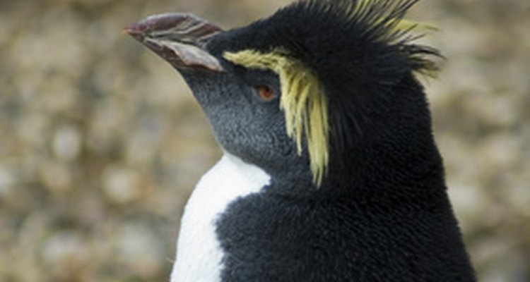 Los pingüinos viven en zonas de bajas temperaturas.