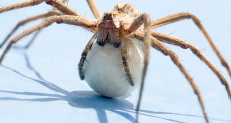Uma aranha protege a bolsa de ovos