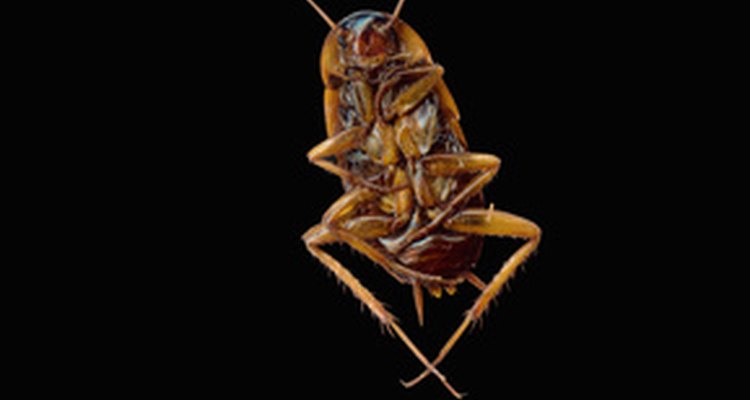 Las cucarachas pueden vivir en lugares húmedos y oscuros.