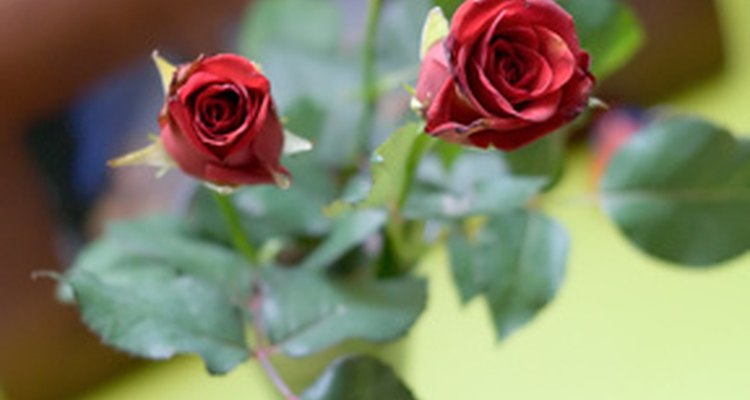 Enjoy a bouquet of healthy roses.