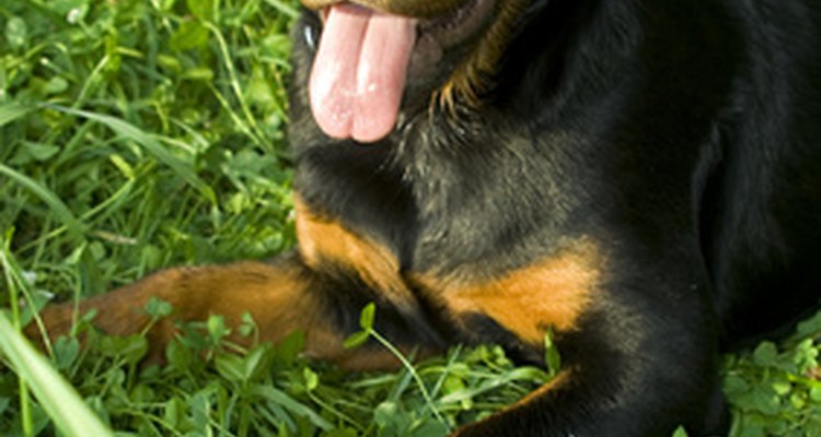 Los rottweiler son idetificables por sus pelaje negro y sus marcas color óxido.