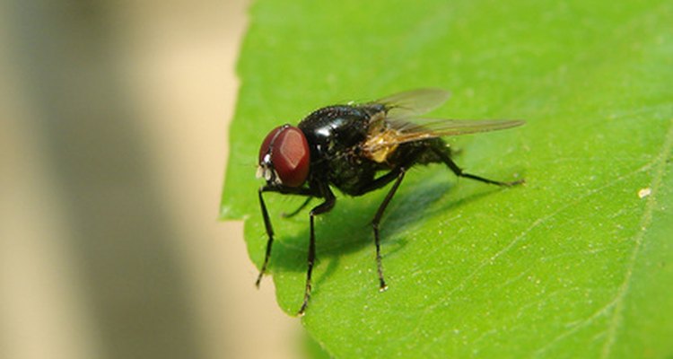La mosca doméstica común puede ser una molestia en el hogar.