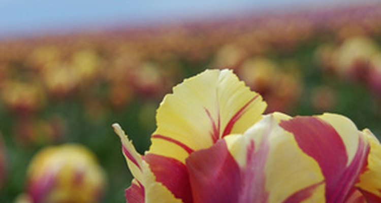 A crooked horizon can add an element of interest to your photo.