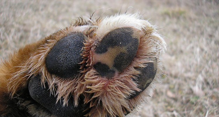 Las infecciones por hongos pueden hacer que las patas del perro se vuelvan rojas.