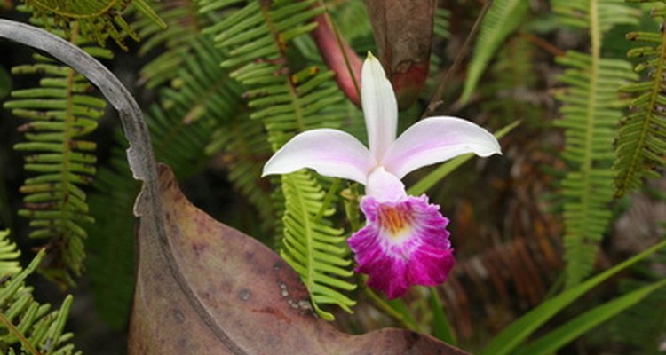 Los esfuerzos para preservar los hábitats naturales de las orquídeas están en marcha en Costa Rica.