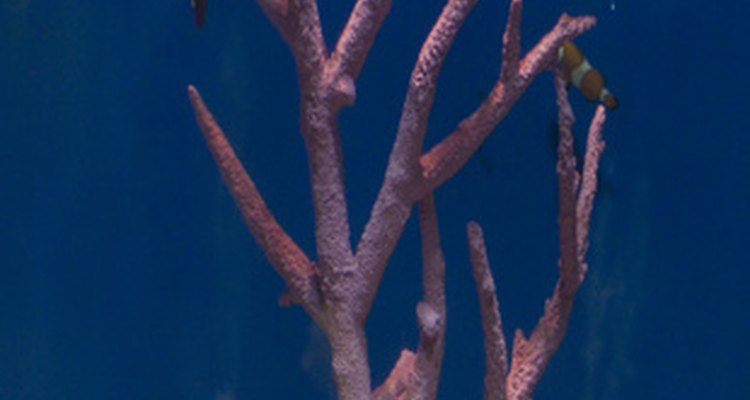 Wood may introduce fungus to an aquarium.