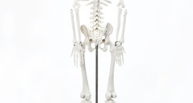 Have a drawing of a skeleton handy while you sculpt this clay model.