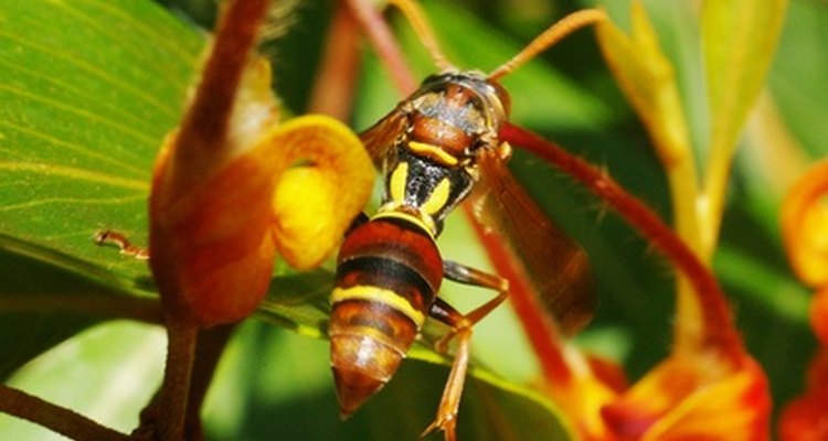 The flowers of some plants can deter wasps from nesting near a residence.