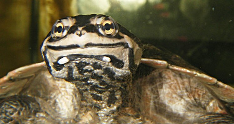 A las tortugas les gusta comer pescado, ranas, salamandras, tritones y caracoles, por lo que es difícil encontrar un animal de compañía adecuado.