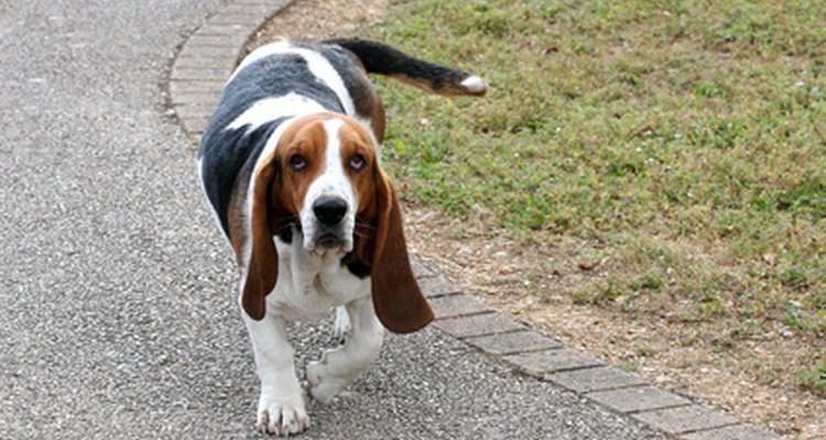 Conoce acerca del embarazo de tu Basset Hound.