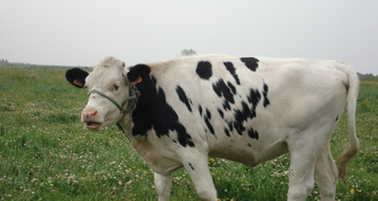 Los imanes para vaca evitan que las vacas digieran objetos metálicos que pueden generar reticuloperitonitis traumática bovina.