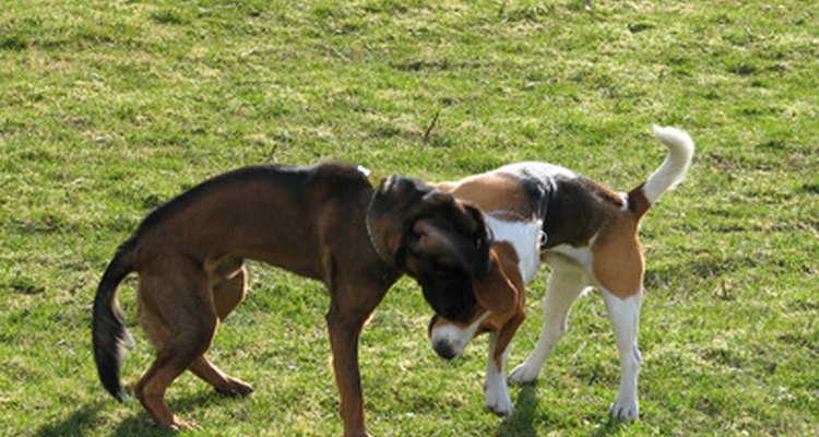 El peso de un cachorro husky es variable, dependiendo de la edad que tenga y lo grande que sean sus padres.