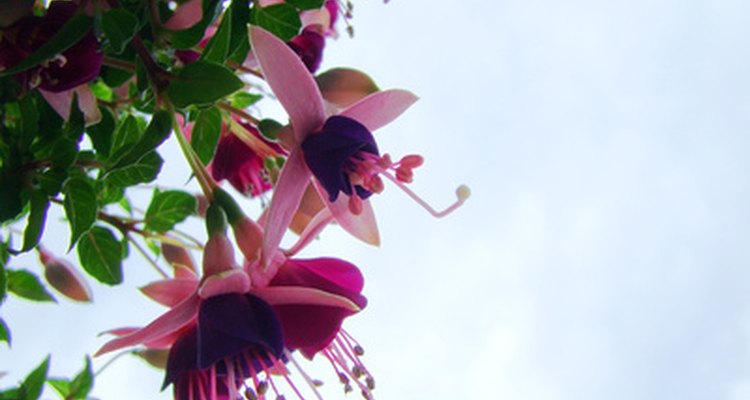 Ballerina-like fuchsia flowers
