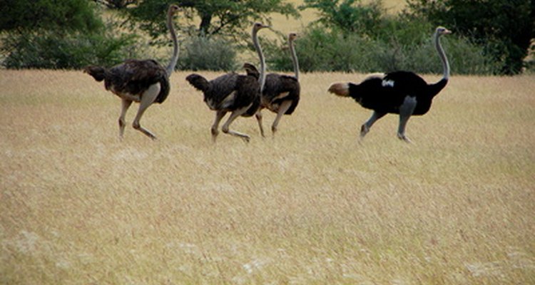 Ostriches live in grasslands and on Africa's arid plains.
