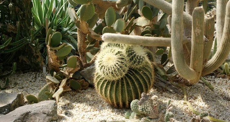 Cacti are common desert shrubs.