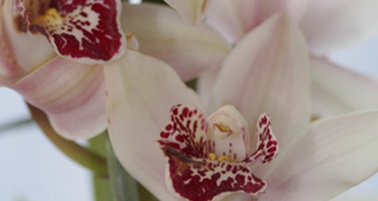 Una orquídea cymbidium se cultiva para cortarla y para poder disfrutar de ella como una planta enmacetada.