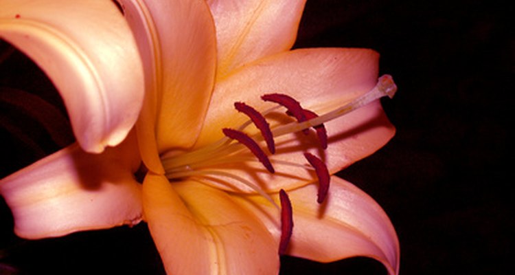Lilies can symbolise love as well as unity between friends.