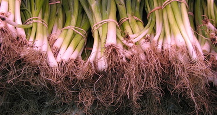 Las cebollas de verdeo pertenecen a la familia Allium, un grupo de alimentos conocido por sus propiedades anti cancerígenas.