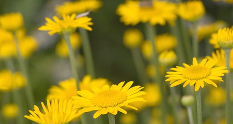 Arnica