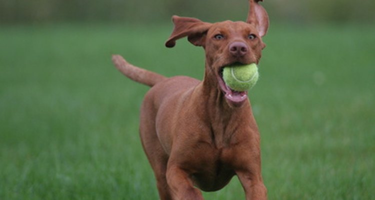 Flyball boxes help your dog get in the game.