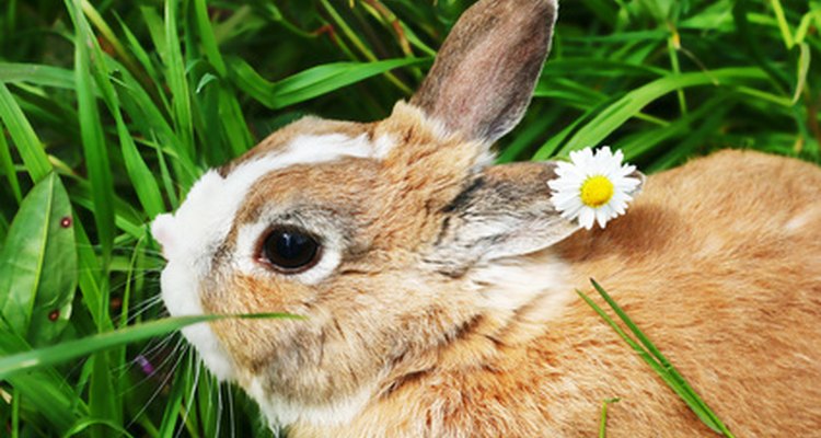 Os coelhos podem ficar suscetíveis aos distúrbios urinários porque seus corpos ficam muito próximos ao chão