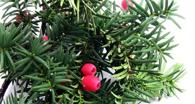 Canada yew