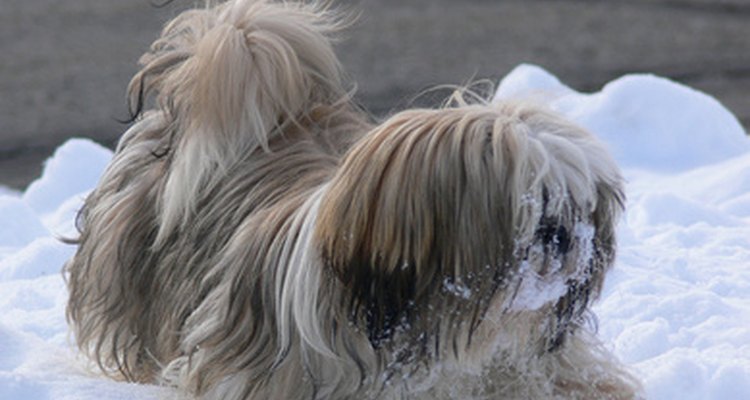Los perros lhasa apso y los shih tzu pueden ser difíciles de diferenciar.
