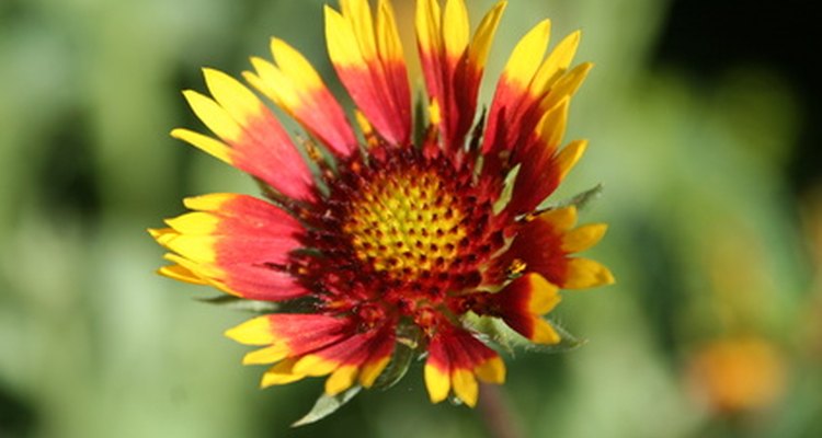 A gaillardia cresce em tons de vermelho e amarelo