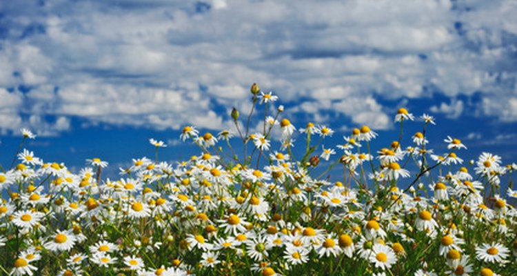Las flores de la manzanilla se asemejan a las margaritas.