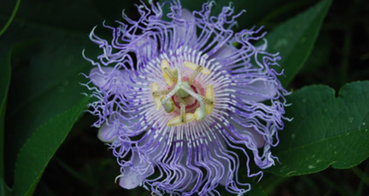A passiflora, ou maracujá, tem propriedades sedativas e antidepressivas úteis no tratamento do autismo