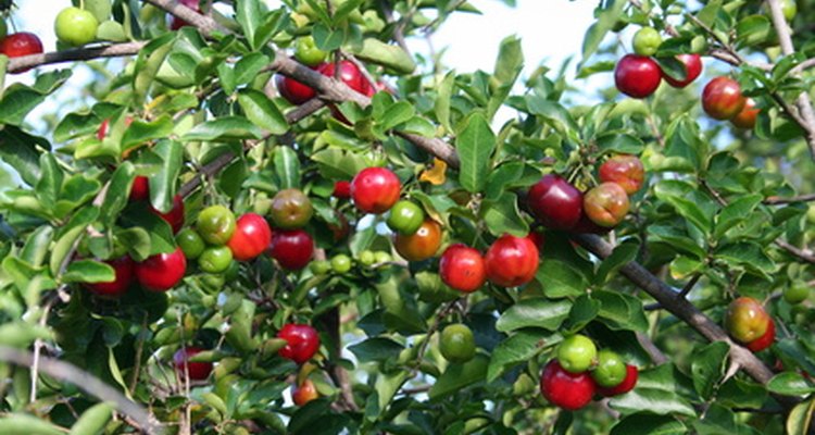 El fruto de acerola tiene un alto nivel de vitamina C.