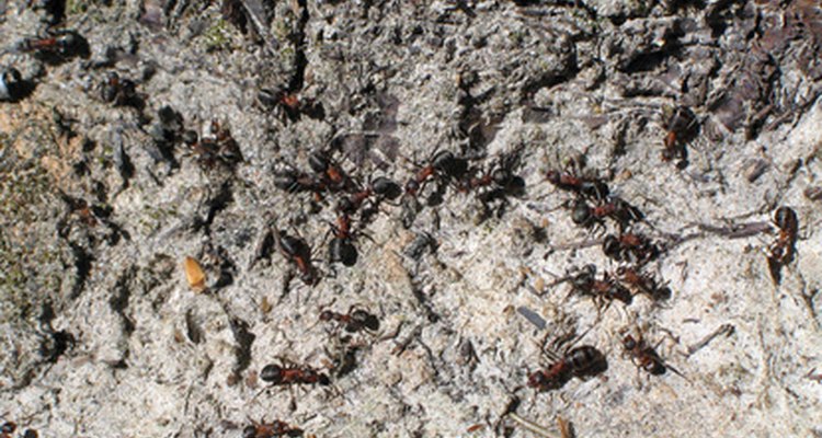 Ants continually police the area where they live.
