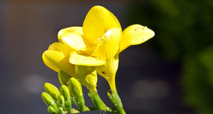 Freesia produce several flowers along a single stalk.