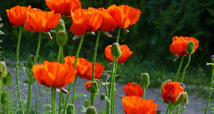 Iceland poppies add vivid colour to gardens.