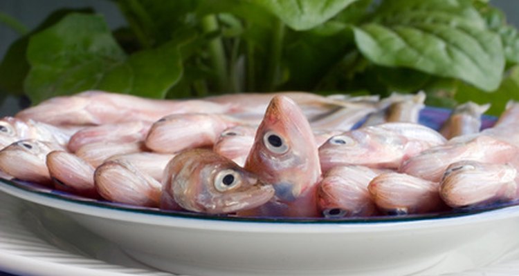 Osmerus são alguns dos peixes mais populares para usar como isca