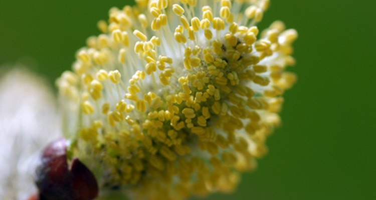 Plant pollen