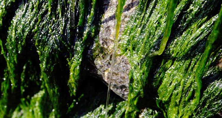 Já que não têm raízes, as algas marinhas crescem em rochas para absorver a luz do sol