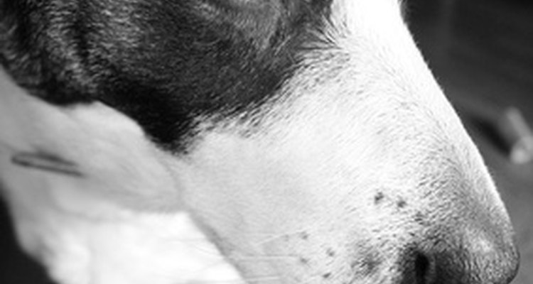 A levotiroxina é usada para tratar o hipotireoidismo em cães