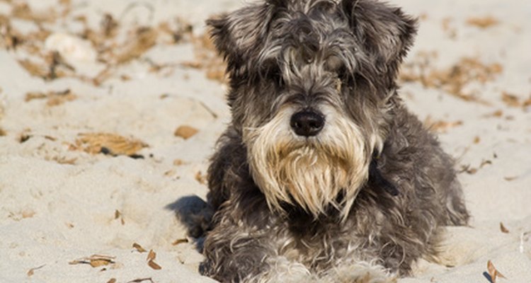 A dog with a sore paw could have a plantar ligament rupture.